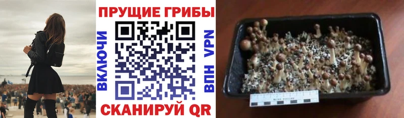 Галлюциногенные грибы Magic Shrooms  Давлеканово 